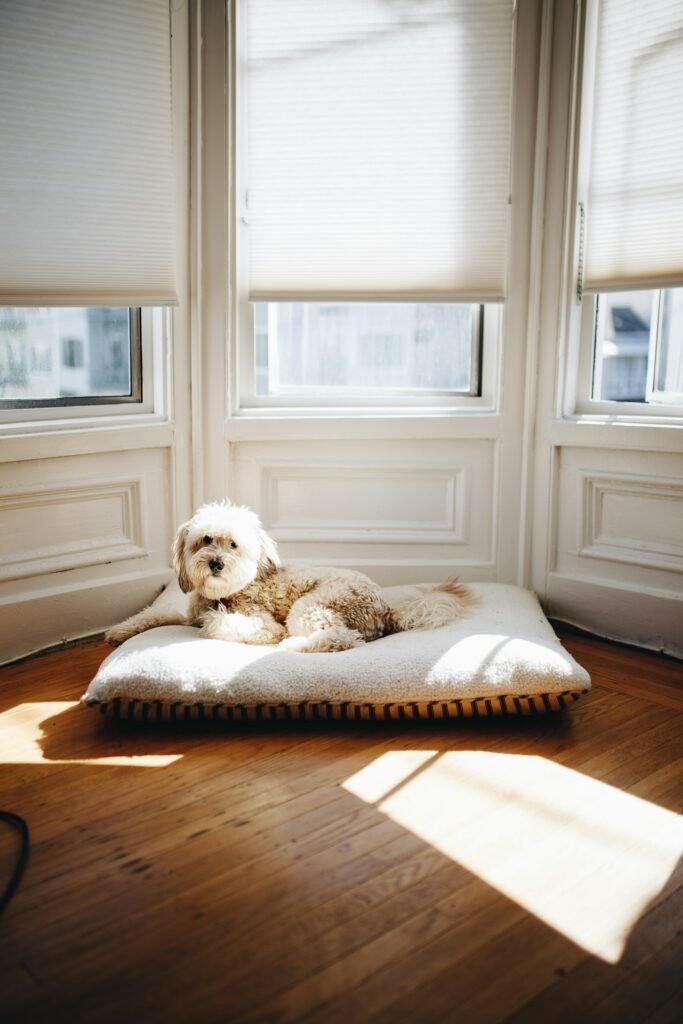 White roller shades on a sunny bay window